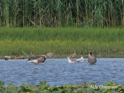 Großer Brachvogel & Regenbrachvogel