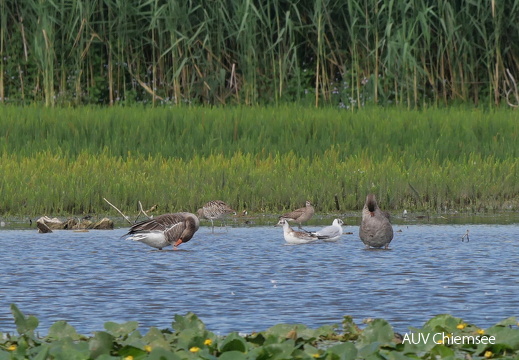 Großer Brachvogel & Regenbrachvogel