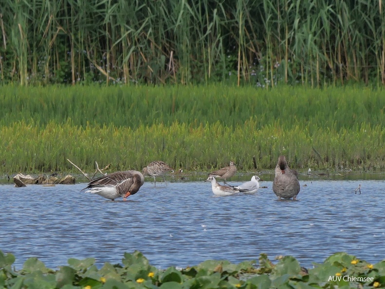 Großer Brachvogel & Regenbrachvogel