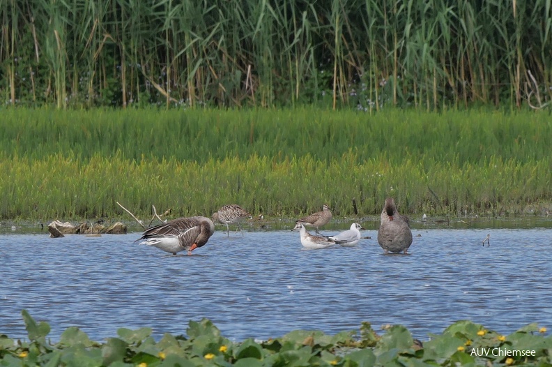 Großer Brachvogel & Regenbrachvogel
Mit einem Klick! zur Fotogeschichte mit weiteren Bildern
Beobachtungsturm Irschener Winkel / 31.07.2023 / Foto: Johannes Almer
AktNatBeo-230731-ja-7_Brachvoegel.jpg
