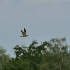 Regenbrachvogel