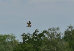 Regenbrachvogel