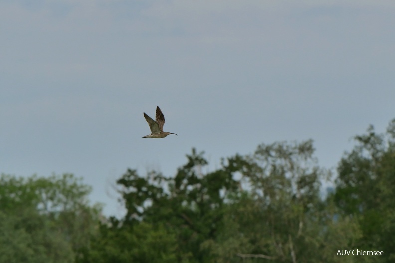 AktNatBeo-230731-ja-5_Regenbrachvogel.jpg