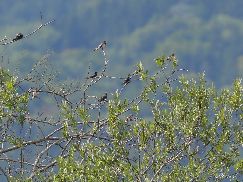 juvenile Uferschwalbe unter Rauchschwalben