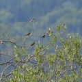 juvenile Uferschwalbe unter Rauchschwalben