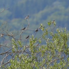 juvenile Uferschwalbe unter Rauchschwalben