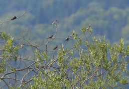 juvenile Uferschwalbe unter Rauchschwalben