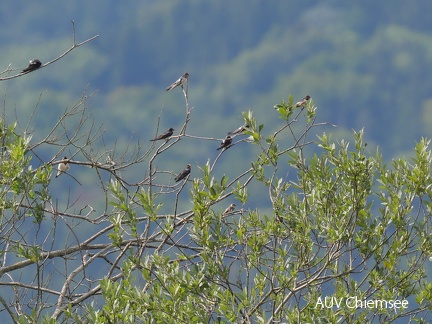 juvenile Uferschwalbe unter Rauchschwalben