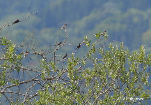 juvenile Uferschwalbe unter Rauchschwalben