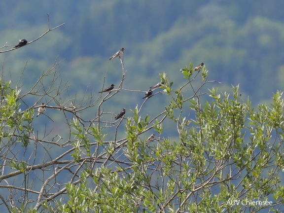 juvenile Uferschwalbe unter Rauchschwalben