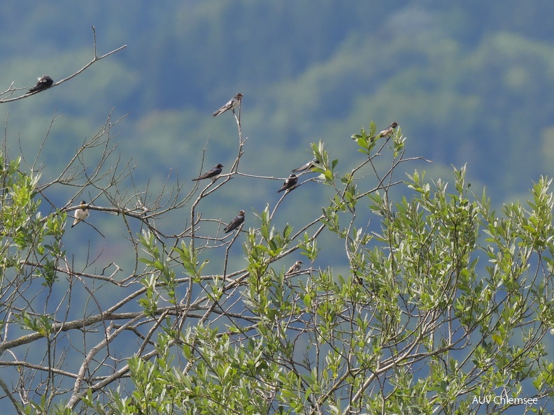 juvenile Uferschwalbe unter Rauchschwalben