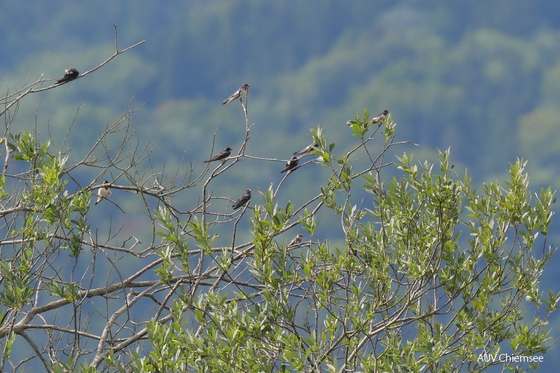 juvenile Uferschwalbe unter Rauchschwalben
Mit einem Klick! zur Fotogeschichte mit weiteren Bildern
Beobachtungsturm Irschener Winkel / 31.07.2023 / Foto: Johannes Almer
AktNatBeo-230731-ja-4_Uferschwalbe.jpg