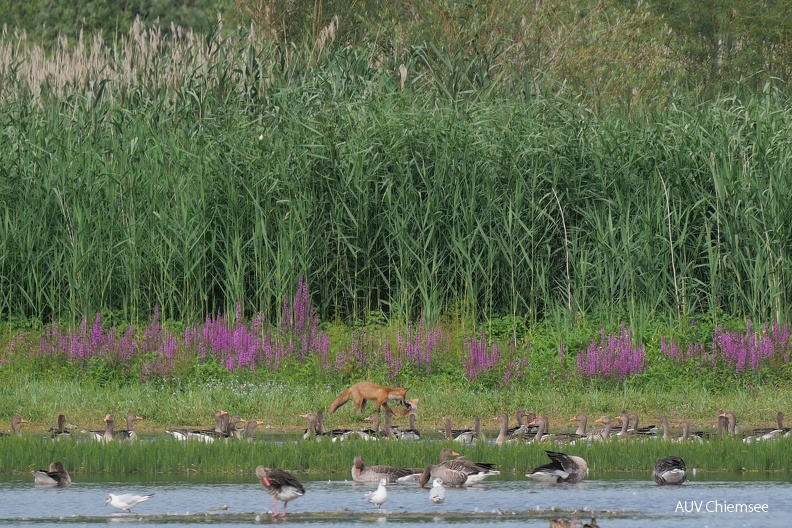 2 Rotfüchse & viele Graugänse
Mit einem Klick! zur Fotogeschichte mit weiteren Bildern
Beobachtungsturm Irschener Winkel / 31.07.2023 / Foto: Johannes Almer
AktNatBeo-230731-ja-3_Rotfuchs.jpg