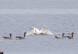 Höckerschwan attackiert fremden Jungschwan