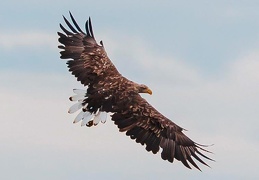 Monatsstartbild August 2023 jagender Seeadler