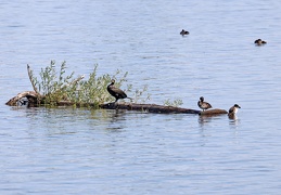 Kormoran + Reiherente 