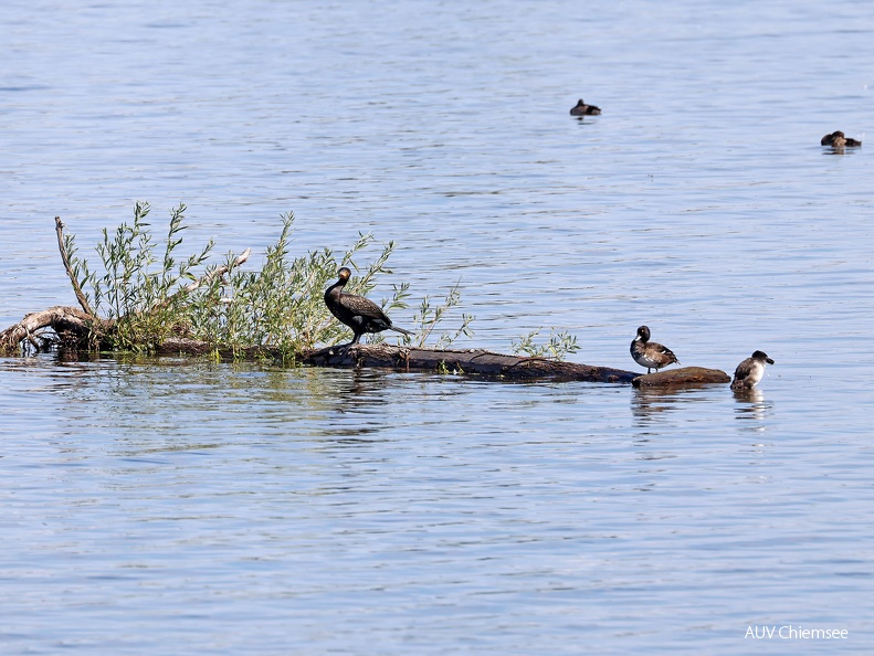 Kormoran + Reiherente 