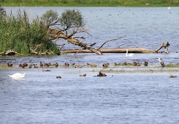 Kiebitz + Graureiher + Höckerschwan + Enten 