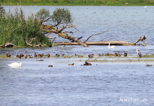Kiebitz + Graureiher + Höckerschwan + Enten 
