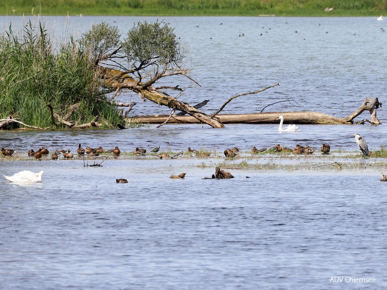 Kiebitz + Graureiher + Höckerschwan + Enten 