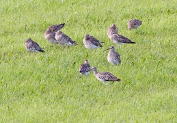 Großer Brachvogel 