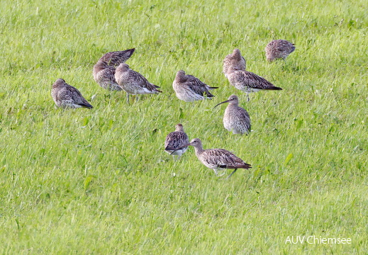 Großer Brachvogel 