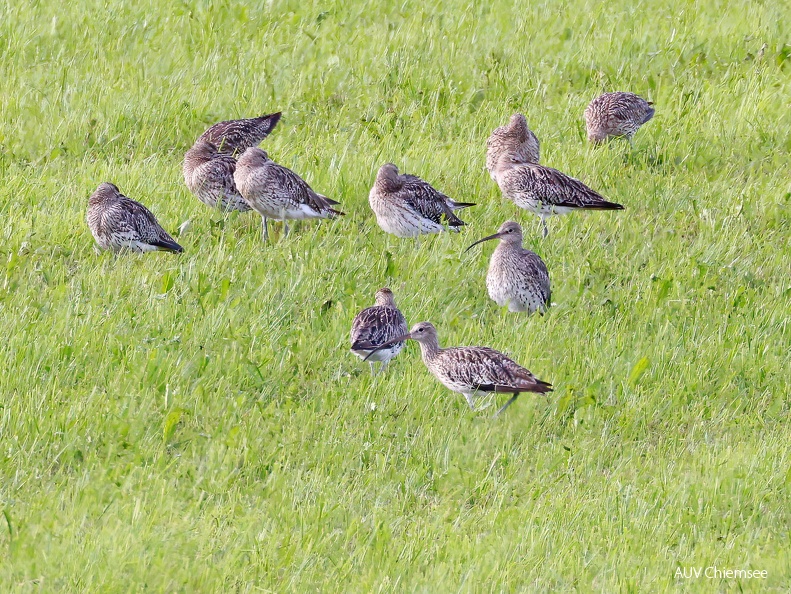 Großer Brachvogel 