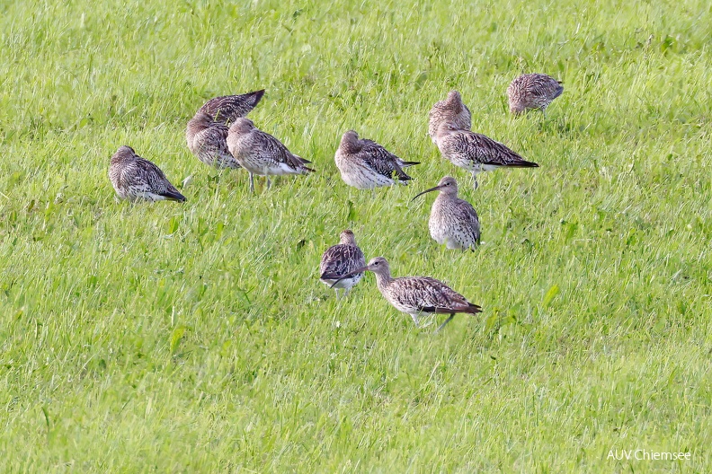 AktNatBeo-230812-hw-21 Grosser Brachvogel Seebrucker Wiesen 08.2023__Y5A7747.jpg