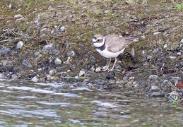 Flussregenpfeifer