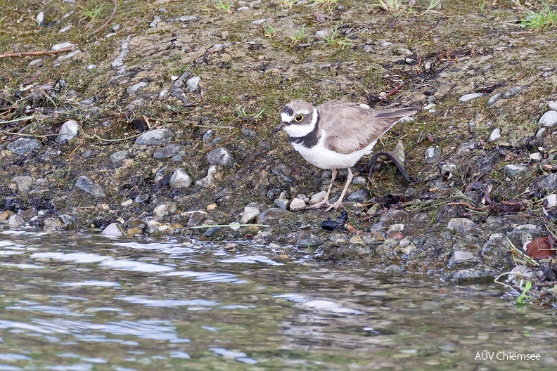 Flussregenpfeifer
Mit einem Klick! zur Fotogeschichte mit weiteren Bildern
Rimstinger Strandanlage / 12.08.2023 / Foto: Hans Wolf
AktNatBeo-230812-hw-27 Flussregenpfeifer Rimsting 08.2023__Y5A8083.jpg