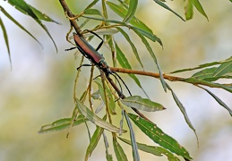 Moschusbock (Aromia moschata) 