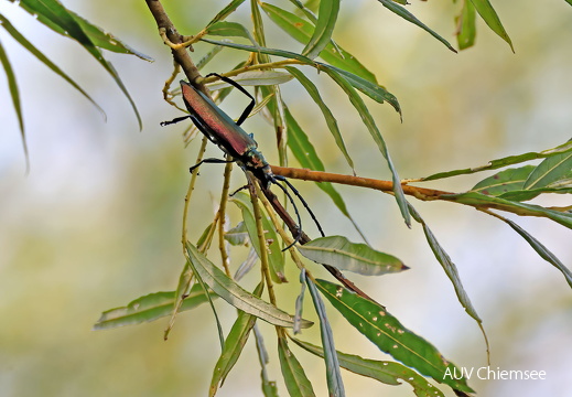 Moschusbock (Aromia moschata) 
