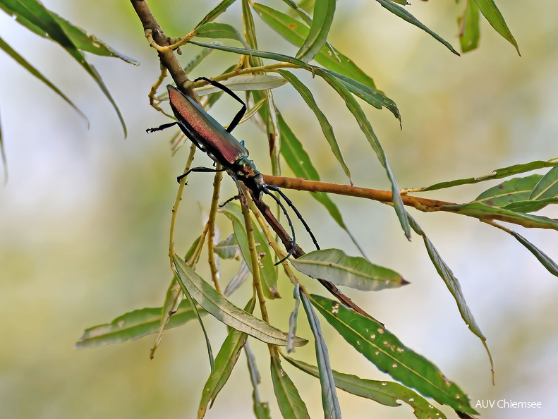 Moschusbock (Aromia moschata) 