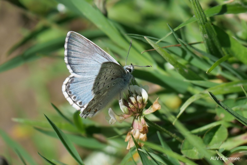 Silbergrüner Bläuling
Mit einem Klick! zur Fotogeschichte mit weiteren Bildern
Spitzsteingebiet / 11.08.2023 / Foto: Johannes Almer
AktNatBeo-230811-ja-07_Silbergruener_Blaeuling.jpg