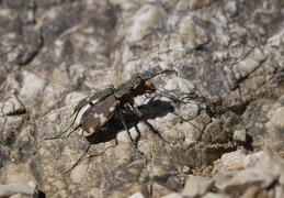 Alpen Sandlaufkäfer