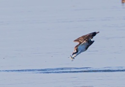 Fischadler im Jagdanflug