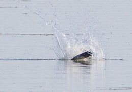 Fischadler beim Jagen unter Wasser