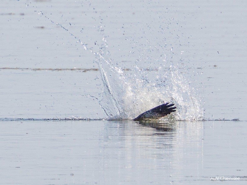 Fischadler beim Jagen unter Wasser