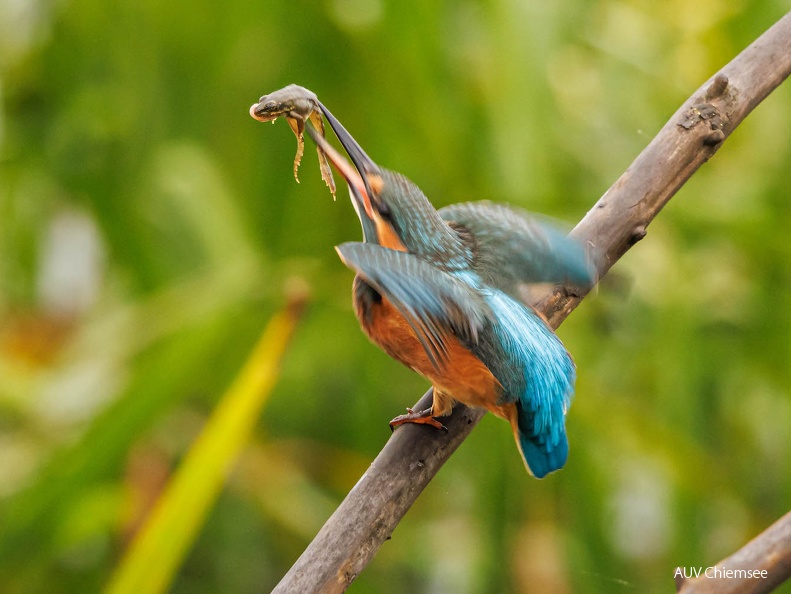 Eisvogel mit erbeutetem Grünfrosch