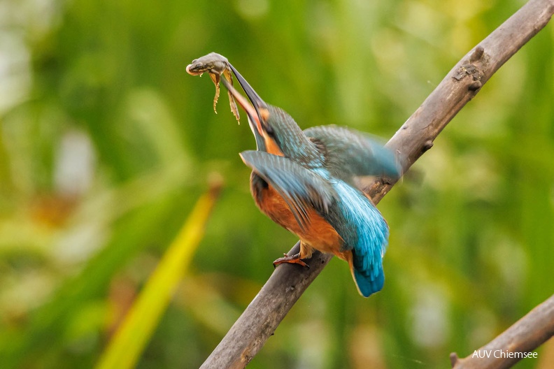 Eisvogel mit erbeutetem Grünfrosch
Mit einem Klick! zur Fotogeschichte mit weiteren Bildern
Naturbeobachtungsturm Hirschauer Bucht / 31.08.2023 / Foto: Andreas Hartl
AktNatBeo-230831-ah-08-Eisvogel mit erbeutetem Gruenfrosch 3 HB.jpg