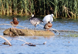 Stockente – Nonnengans – Silberreiher