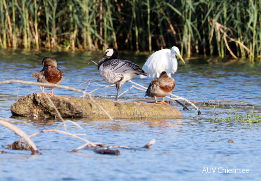 Stockente – Nonnengans – Silberreiher