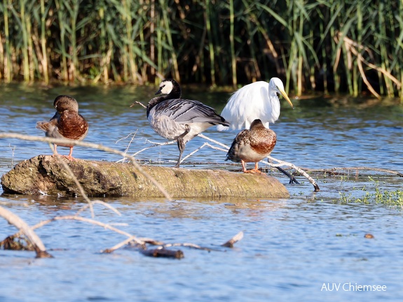 Stockente – Nonnengans – Silberreiher