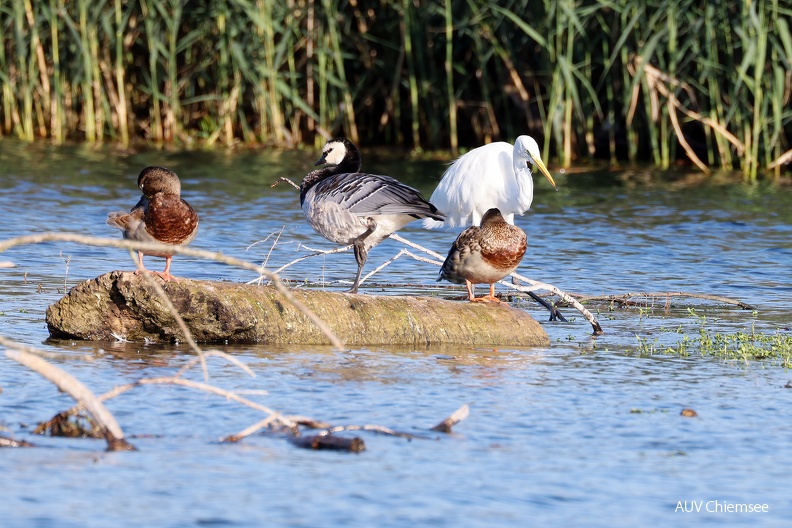 Stockente – Nonnengans – Silberreiher
Mit einem Klick! zur Fotogeschichte mit weiteren Bildern
Naturbeobachtungsstation Hütte an der Prienmündug / 5.09.2023 / Foto: Hans Wolf
AktNatBeo-230905-hw-04 Stockente Nonnengans Silberreiher Rimsting 09.2023__Y5A3354.jpg