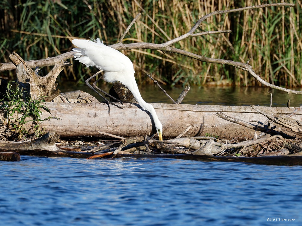 Silberreiher auf Fischfang