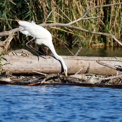 Silberreiher auf Fischfang