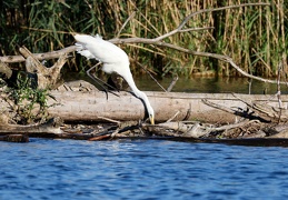 Silberreiher auf Fischfang