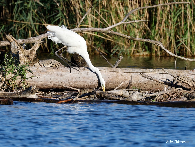 Silberreiher auf Fischfang