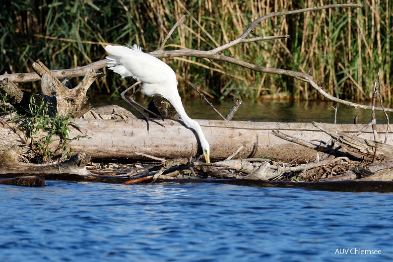 Silberreiher auf Fischfang
Mit einem Klick! zur Fotogeschichte mit weiteren Bildern
Naturbeobachtungsstation Hütte an der Prienmündug / 5.09.2023 / Foto: Hans Wolf
AktNatBeo-230905-hw-07 Silberreiher mit Fisch Rimsting 09.2023__Y5A3455.jpg