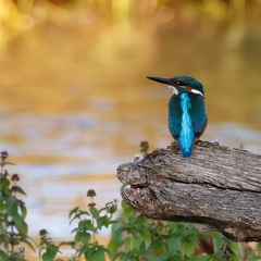 Eisvogel 